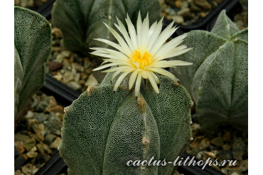 Astrophytum myriostigma v.guadricostatum  