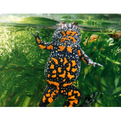 Краснобрюхая жерлянка (Bombina bombina)