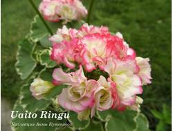 Uaito Ringu фото