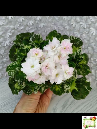 МТ-Кокилье (М. Тотиева) 2023 г.