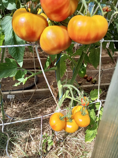 Томат Коралловая королева (Coral Queen)