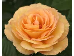 Саммертайм (Sumertime) Ч/Г, Meilland