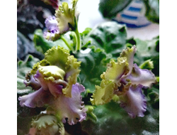 13) АВ-Лягушонок (цветущая)