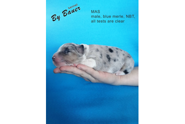 Мальчик с СИНИМ ошейничком, окрас черный триколор, НБТ, возраст 3 дня