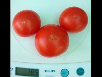 Томат Аленка