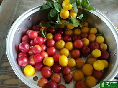 СВГ "Гайовата"