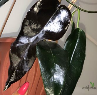 Hoya cv. Kaimuki