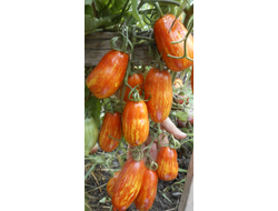 Томат Безумие Кассади (Casady's Folly)