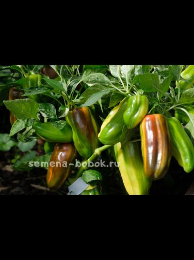 Перец сладкий Кенди Кейн красный вариегатный (Candy Cane Red Variegat), 10 шт.