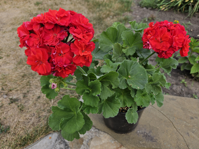 Пеларгония ИВ-Королева Бирмы