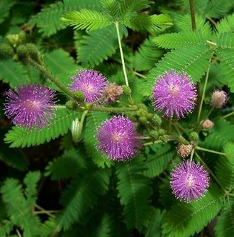 Mimosa pudica - Мимоза стыдливая, сенсорное (движущиеся) растение, удивительное растение