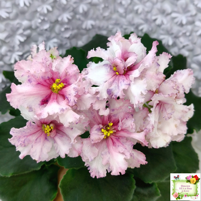 РМ-Ягодный Мармелад (Н.Скорнякова) 2019 г.