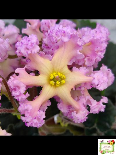 РМ-Оранжевое Лето (Н. Скорнякова) 2022 г.