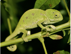 Обыкновенный хамелеон