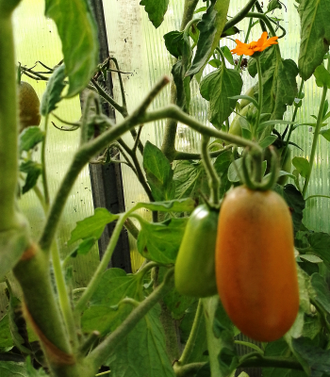 Семена томата Щедрость Лауры Гном