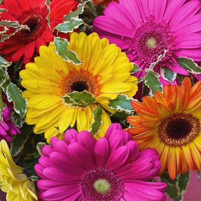 Букет из гербер