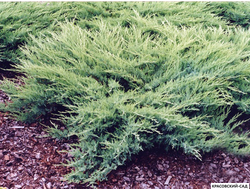 Можжевельник Глаука - Glauca