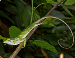 Polychrus marmoratus