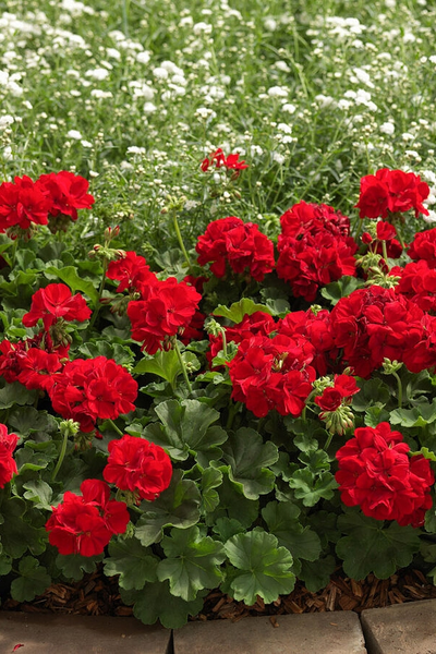 Пеларгония (Герань)