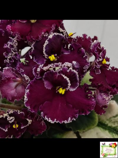 ЛЕ-Шелковые Кружева (Е. Лебецкая) 2017 г. (лист посажен 28.01.26)