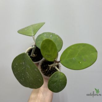 25/07/2025 Hoya Obovata
