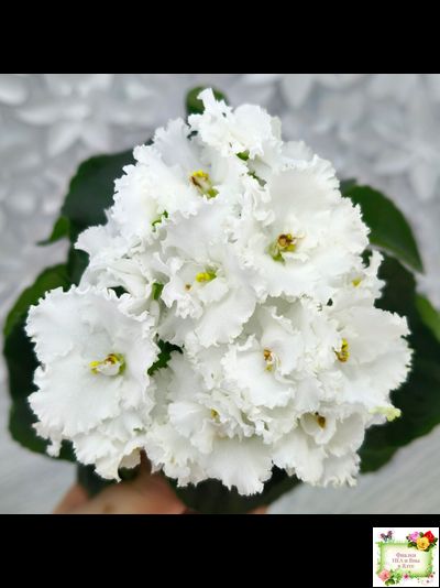 ML-Облако в Горах (Miniviolets Lux) 2022 г. (лист посажен 25.01.26)