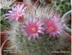 Mammillaria bocasana v. roseiflora (D=35-40mm)