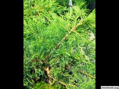 Можжевельник Матхот - Mathot