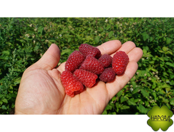 МАЛИНА "ПОХВАЛИНКА" (РЕМОНТАНТНАЯ, урожайная)