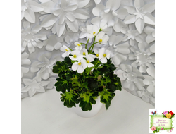 Lullaby (Arndt) (гёрл-лист)