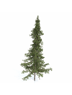 хвойные Ель 202