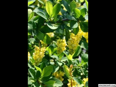 Барбарис Тунберга Indian Summer