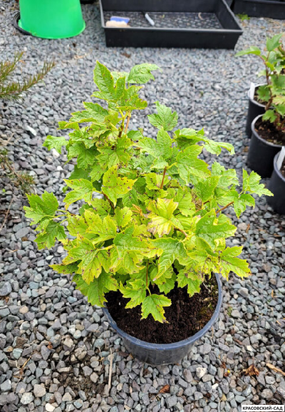 Калина Ксантокарпум - фото саженца - красовский-сад.рф