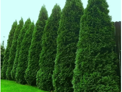 туя западная Смарагд  черенок