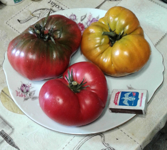 Семена томата Улуру Охра Гном