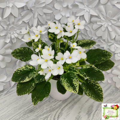 Alan’s Fallen Angel (A.Murphy) трейлер