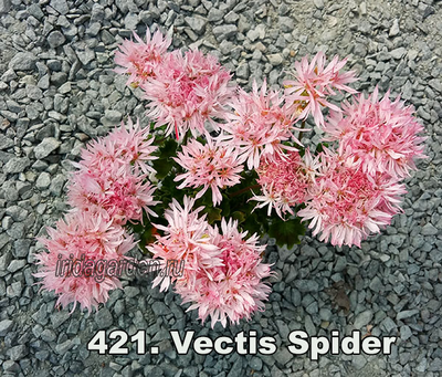Пеларгония Vectis Spider