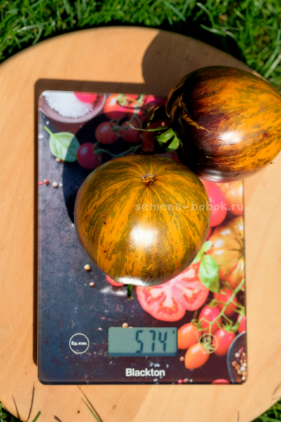 Томат Охровая Вуаль