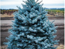 Ель колючая Glauca, C2