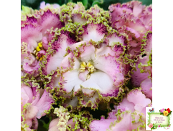 ЛЕ-Медуница (Е. Лебецкая) 2020 г.