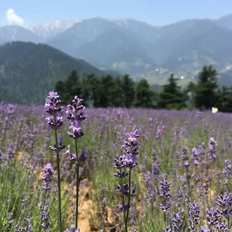 Лаванда горная (Lavandula angustifolia), Кашмир (10 мл) - 100% натуральное эфирное масло