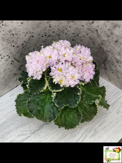 АВ-Богатая Невеста (Фиалковод) 2020 г.