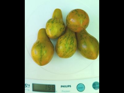 Томат Майкл Поллан (Michael Pollan)