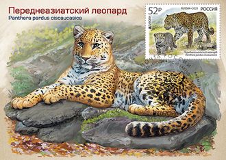 КМ. Россия. Леопард
