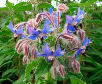 БОРАГО (семена) (Borago officinalis) нерафинированное 30 мл