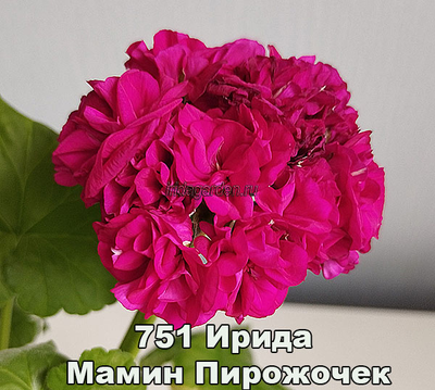 Пеларгония Ирида Мамин Пирожочек