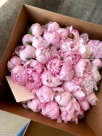 Сара Бернар пионы, букет из розовых пионов, пионы розовые, бледно-розовый, 101 пион