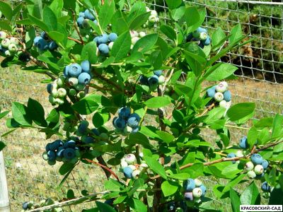 Голубика Элизабет - Elisabeth