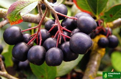 Рябина черноплодная (Арония)