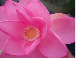 2025г. Лотосовые поля. Астрахань. Баскунчак